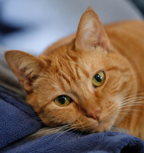 Mandarina (Mandy), an adoptable Domestic Short Hair in Fort Worth, TX image 1/6