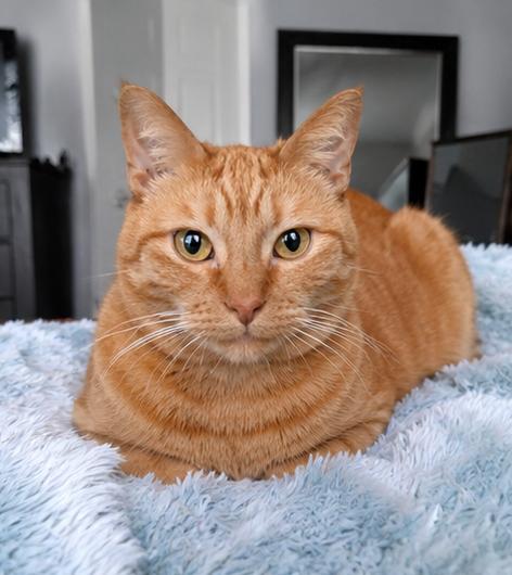 Mandarina (Mandy), an adoptable Domestic Short Hair in Fort Worth, TX image 2/6
