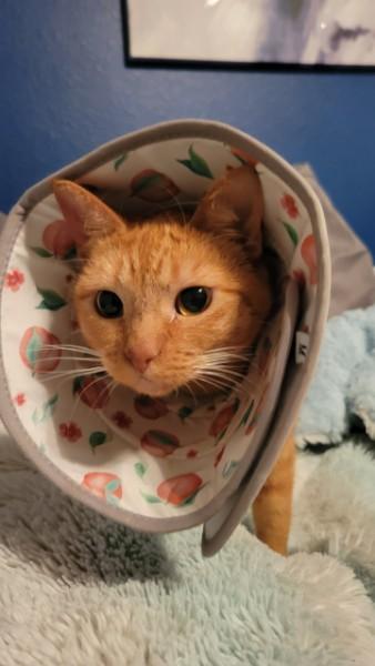 Mandarina (Mandy), an adoptable Domestic Short Hair in Fort Worth, TX image 6/6