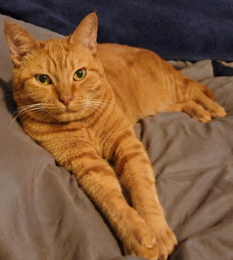 Mandarina (Mandy), an adoptable Domestic Short Hair in Fort Worth, TX image 3/6