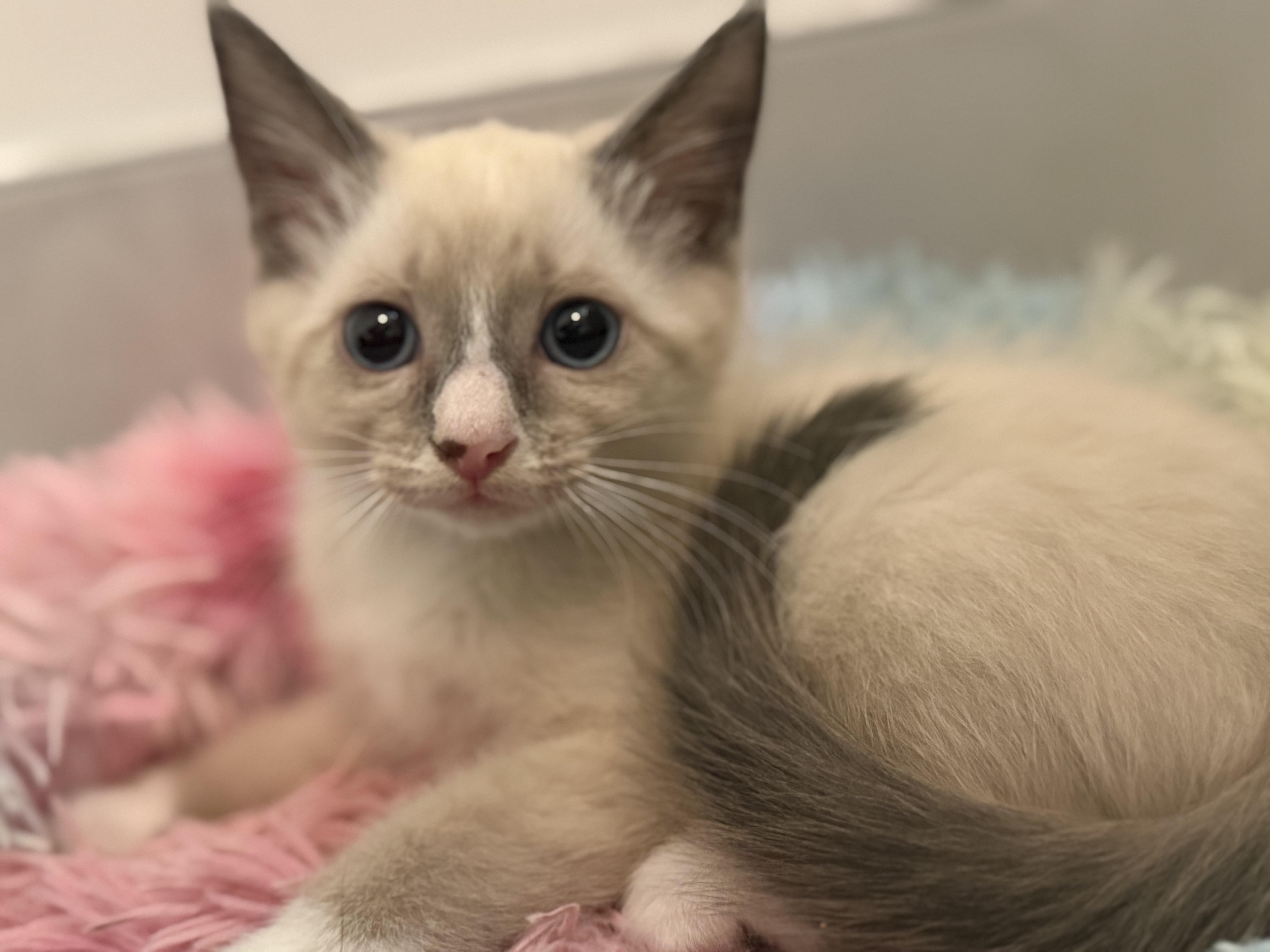 Enlarge Three Amigos, a ADOPTABLE Siamese in Boston, MA image 2/6