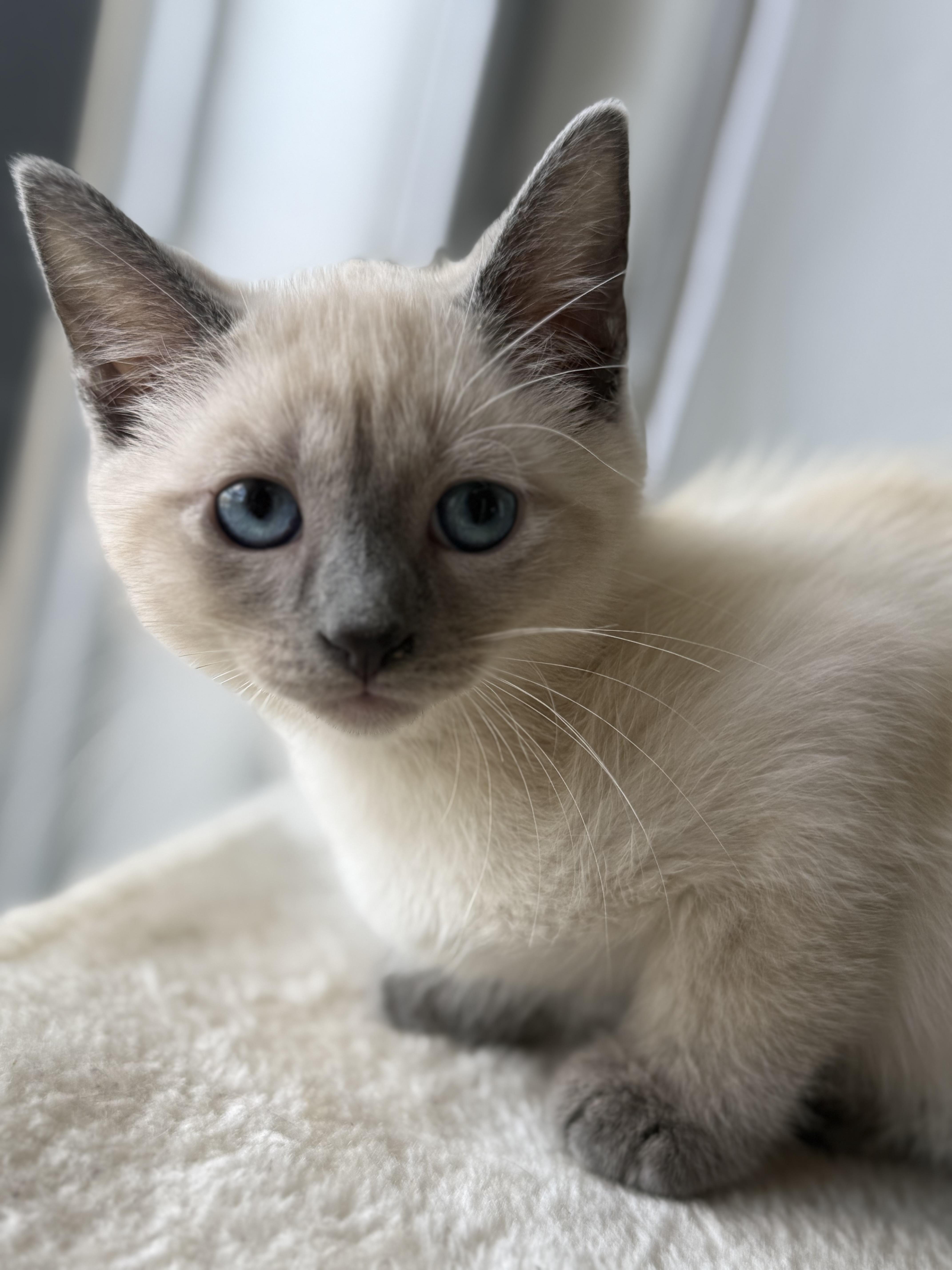 Three Amigos, ADOPTABLE, Kitten Male Siamese.