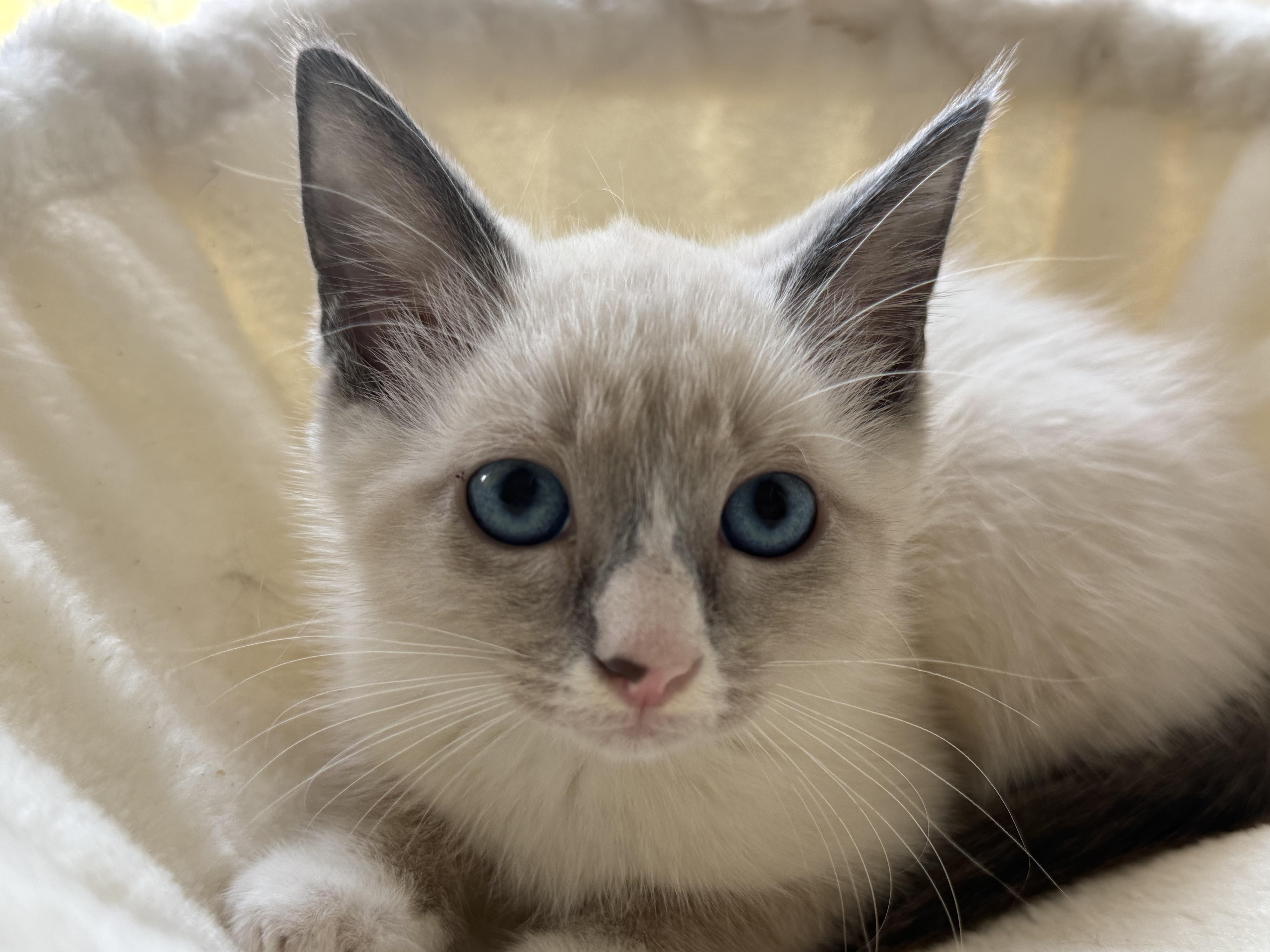 Enlarge Three Amigos, a ADOPTABLE Siamese in Boston, MA image 3/6