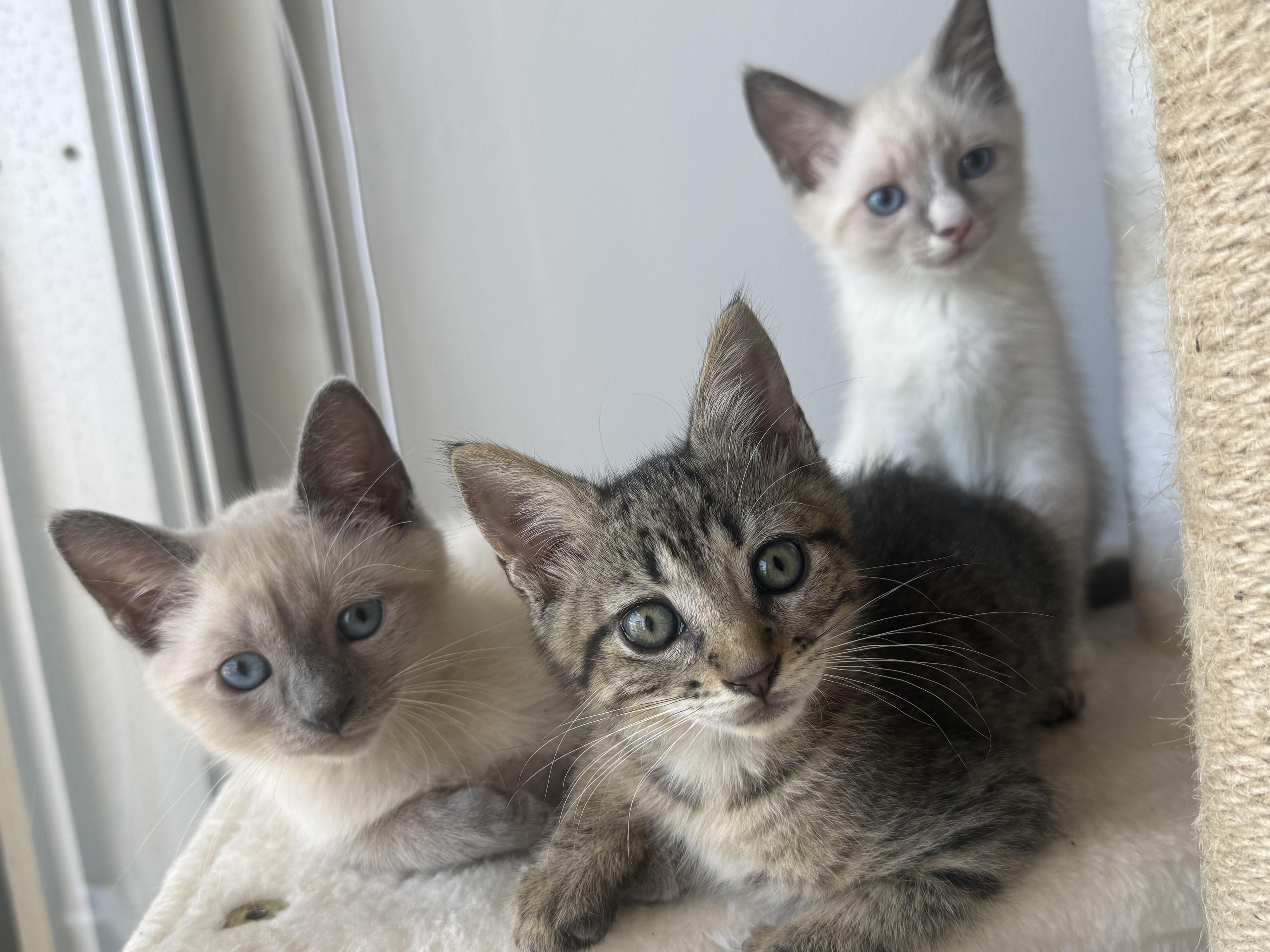 Enlarge Three Amigos, a ADOPTABLE Siamese in Boston, MA image 4/6
