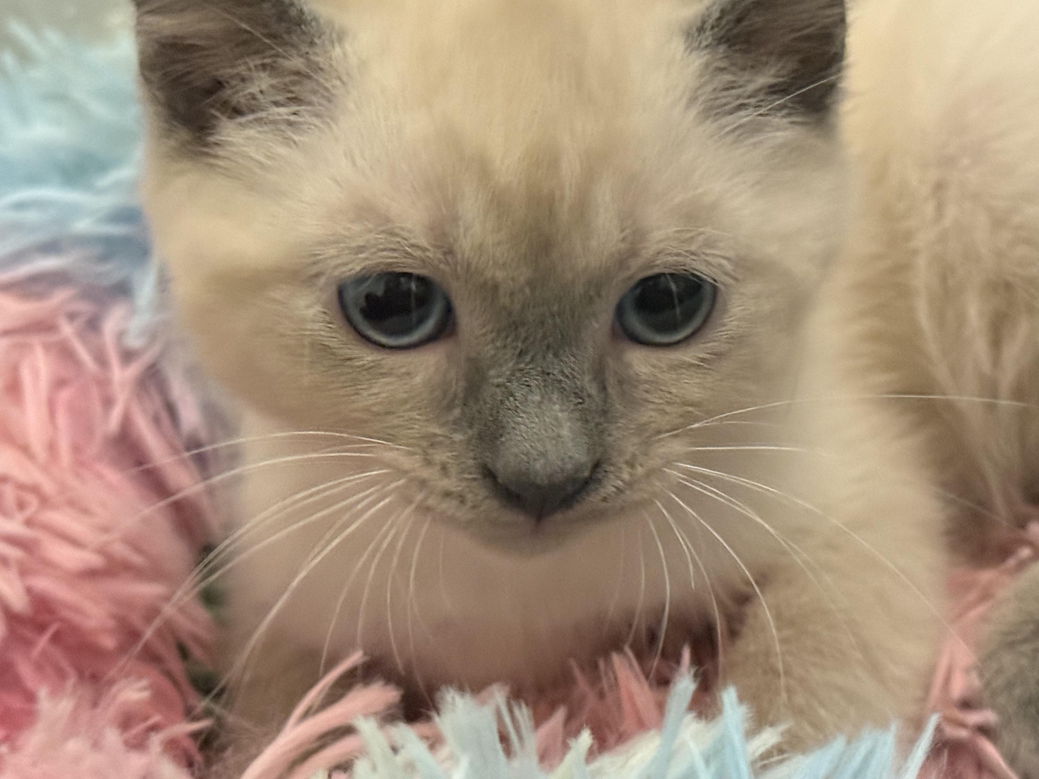 Enlarge Three Amigos, a ADOPTABLE Siamese in Boston, MA image 5/6