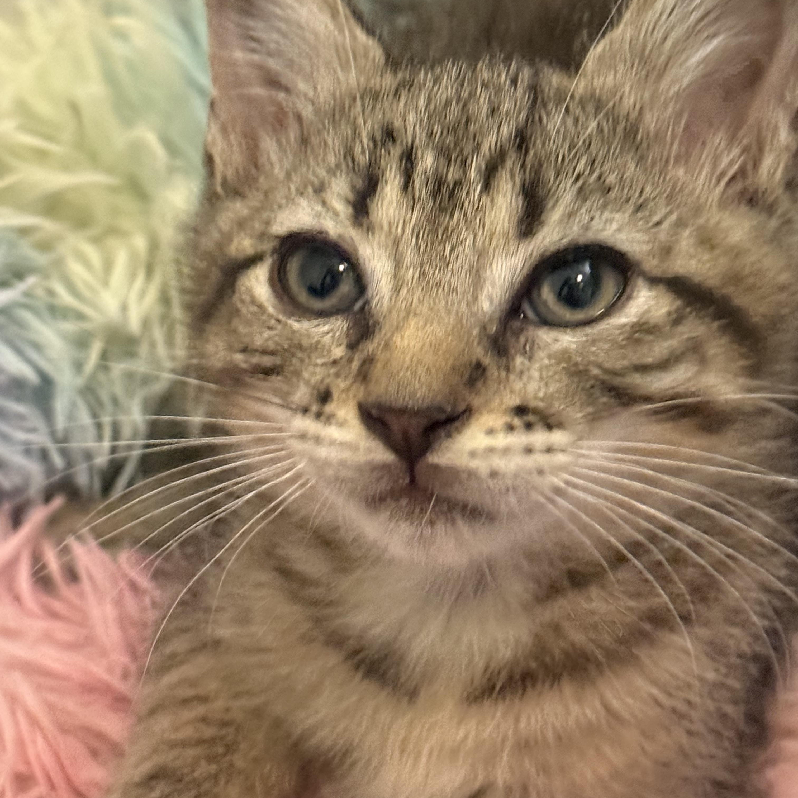 Enlarge Three Amigos, a ADOPTABLE Siamese in Boston, MA image 6/6
