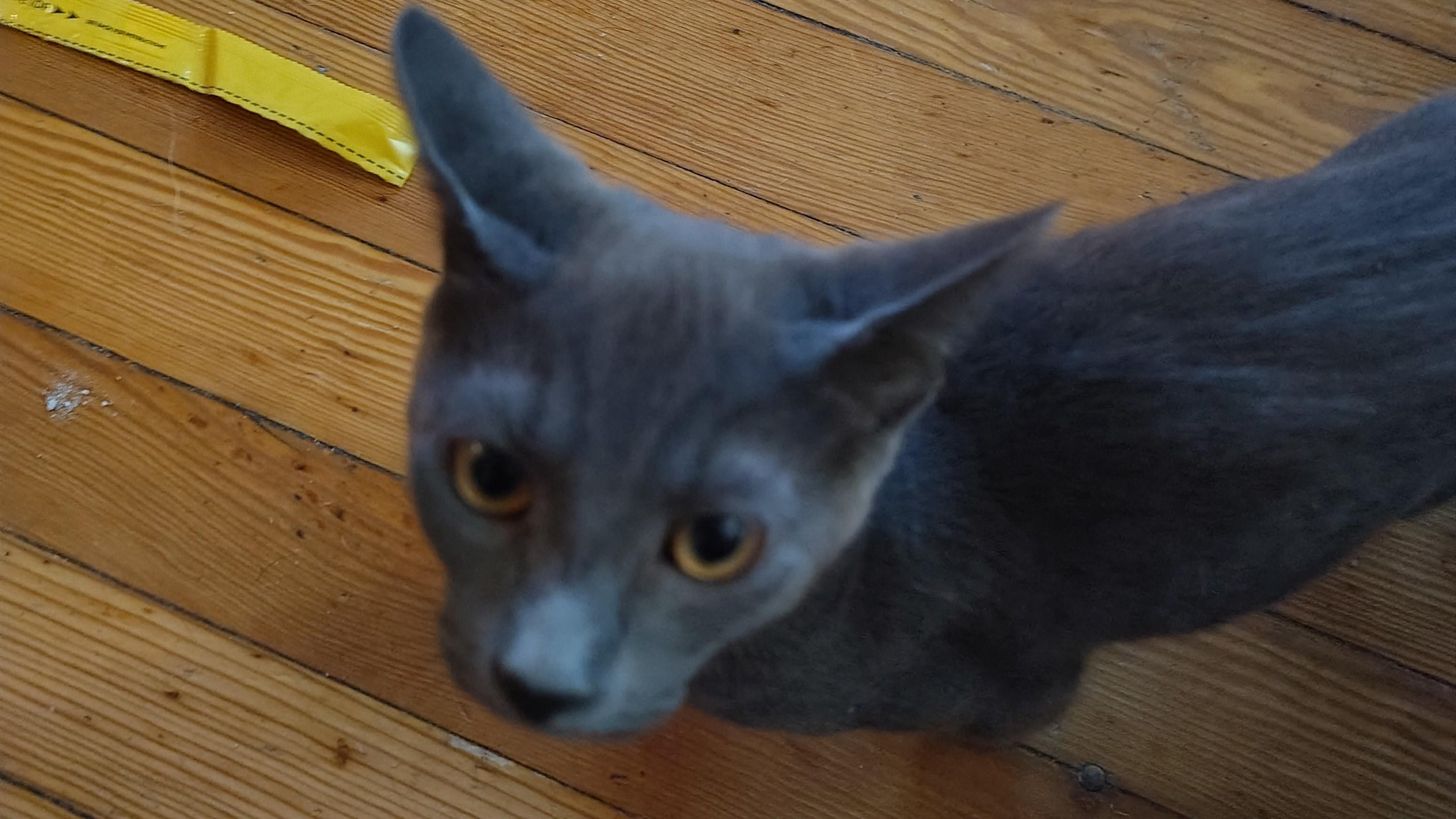 Dr. Doom, Adoptable, Kitten Male Domestic Short Hair.