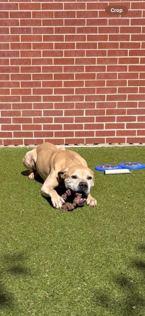 Enlarge Marvin, a Adoptable Pit Bull Terrier in Newcastle, OK image 1/4