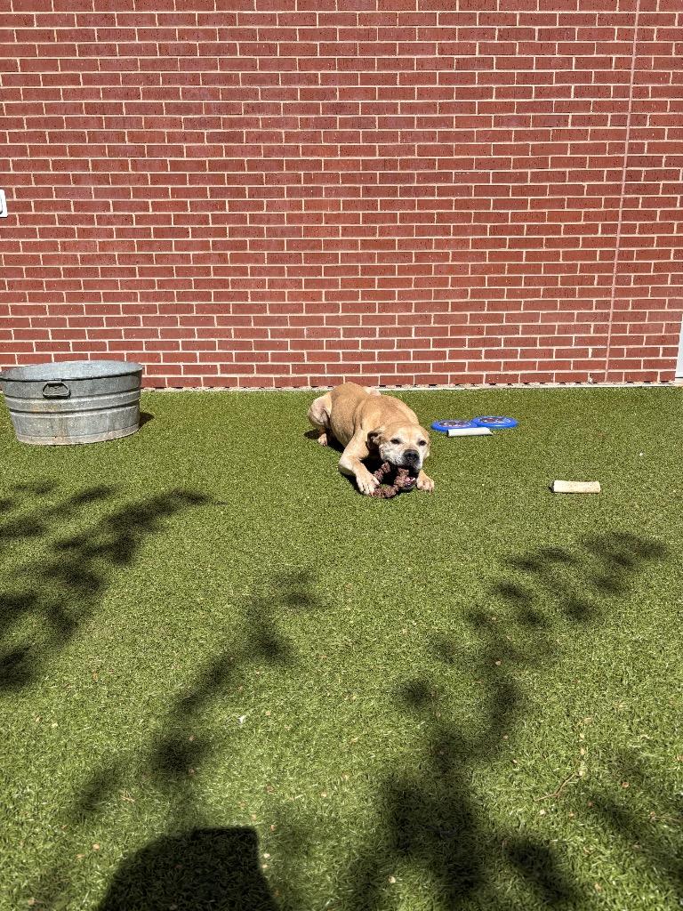 Marvin, Adoptable, Adult Male Pit Bull Terrier.