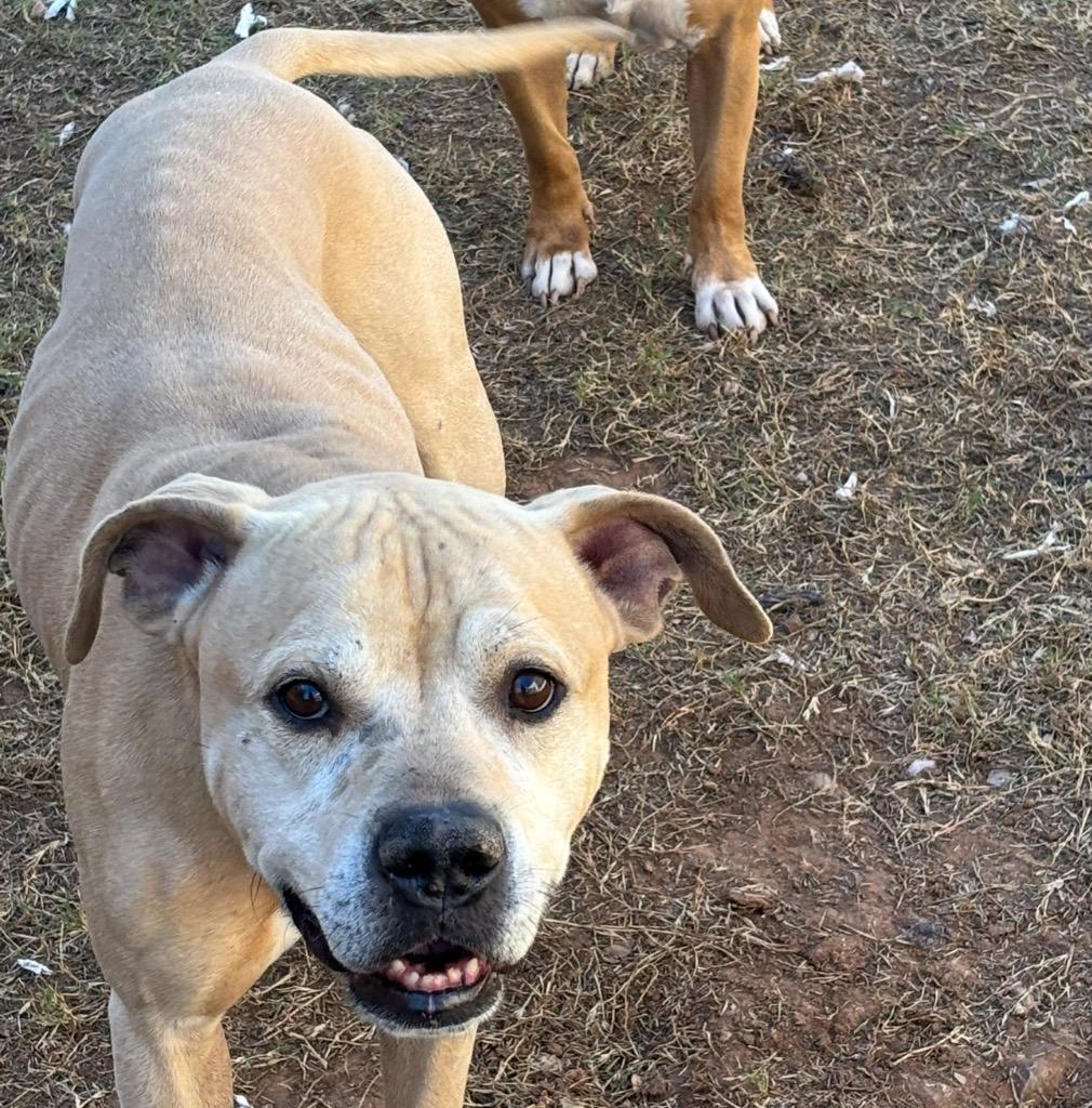 Enlarge Marvin, a Adoptable Pit Bull Terrier in Newcastle, OK image 2/4
