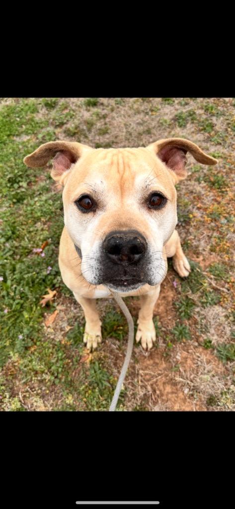 Enlarge Marvin, a Adoptable Pit Bull Terrier in Newcastle, OK image 2/6