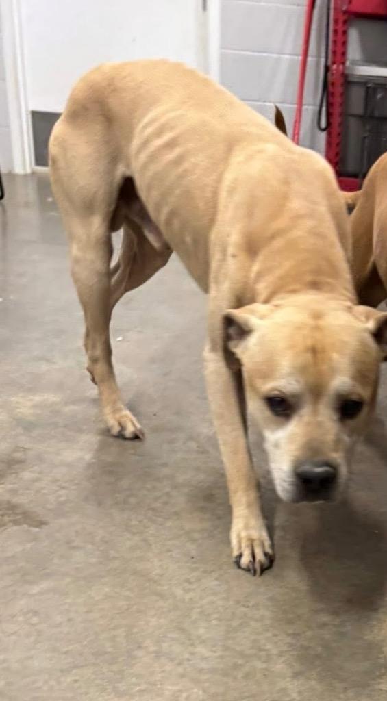 Enlarge Marvin, a Adoptable Pit Bull Terrier in Newcastle, OK image 3/4