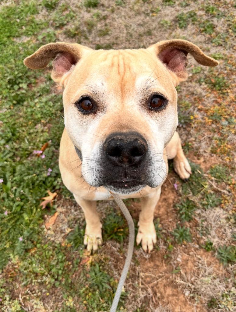 Enlarge Marvin, a Adoptable Pit Bull Terrier in Newcastle, OK image 5/6