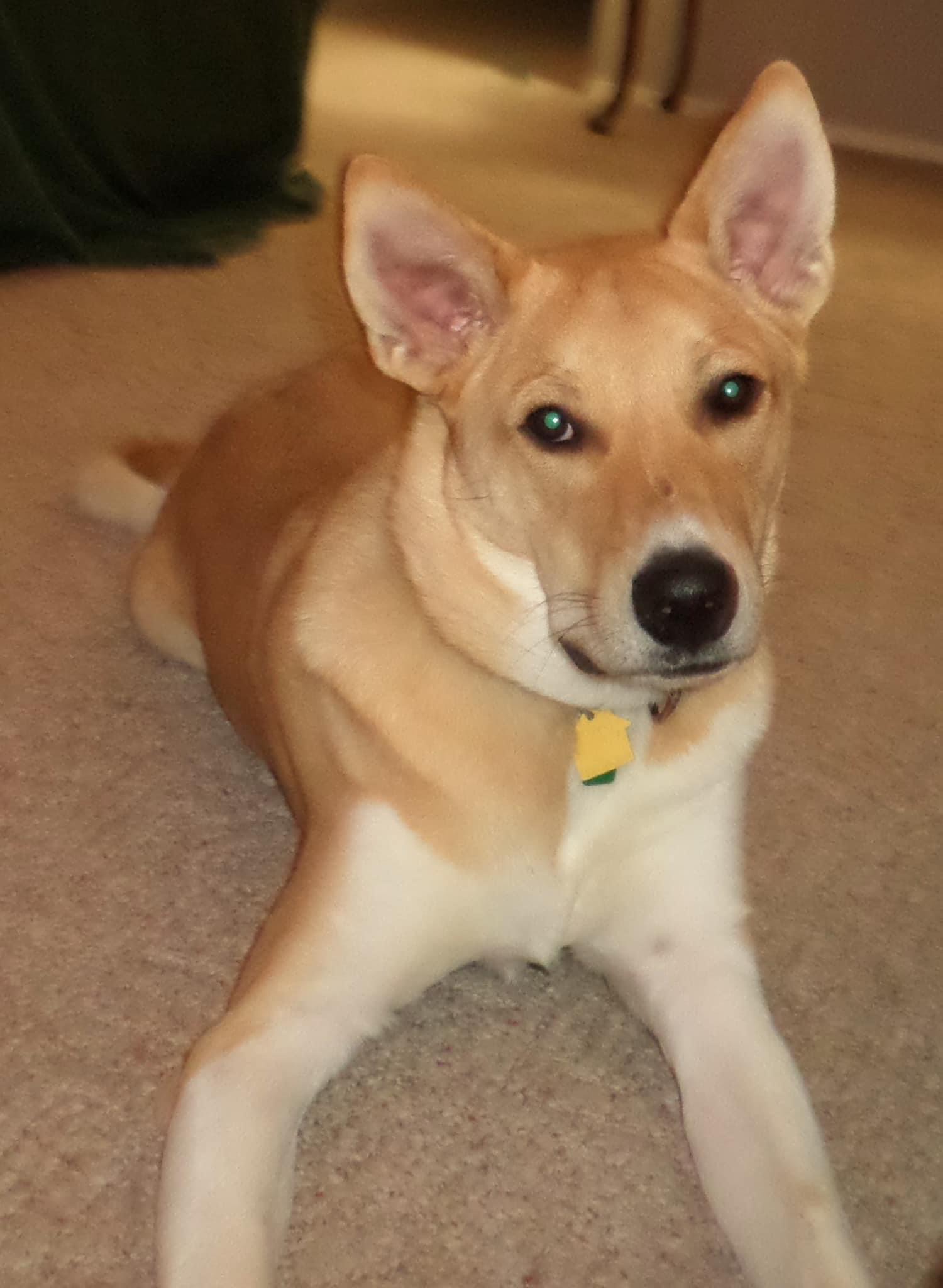 Kip, a Adoptable Akbash in Union Grove, WI image 1/5