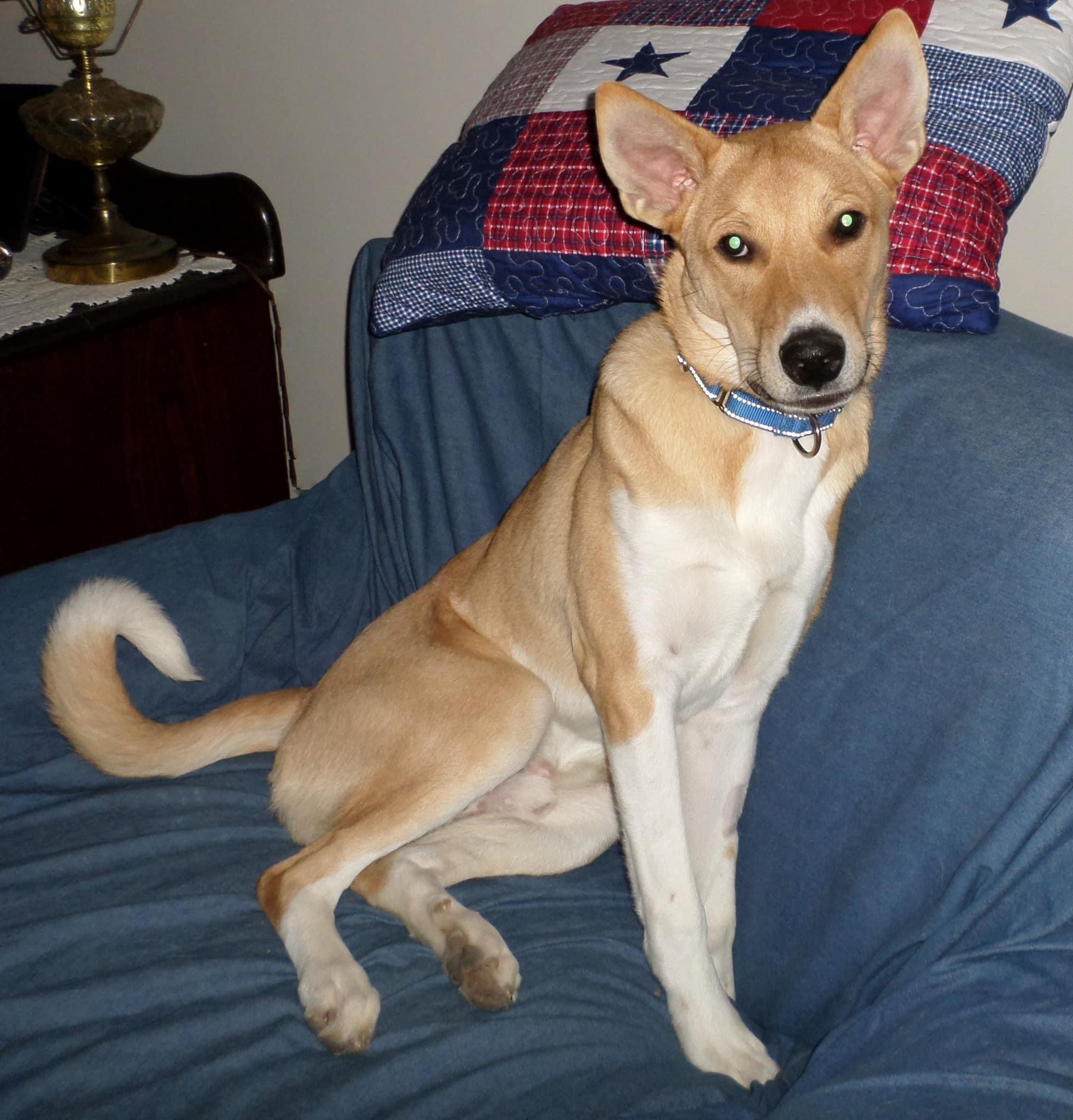 Kip, a Adoptable Akbash in Union Grove, WI image 2/5