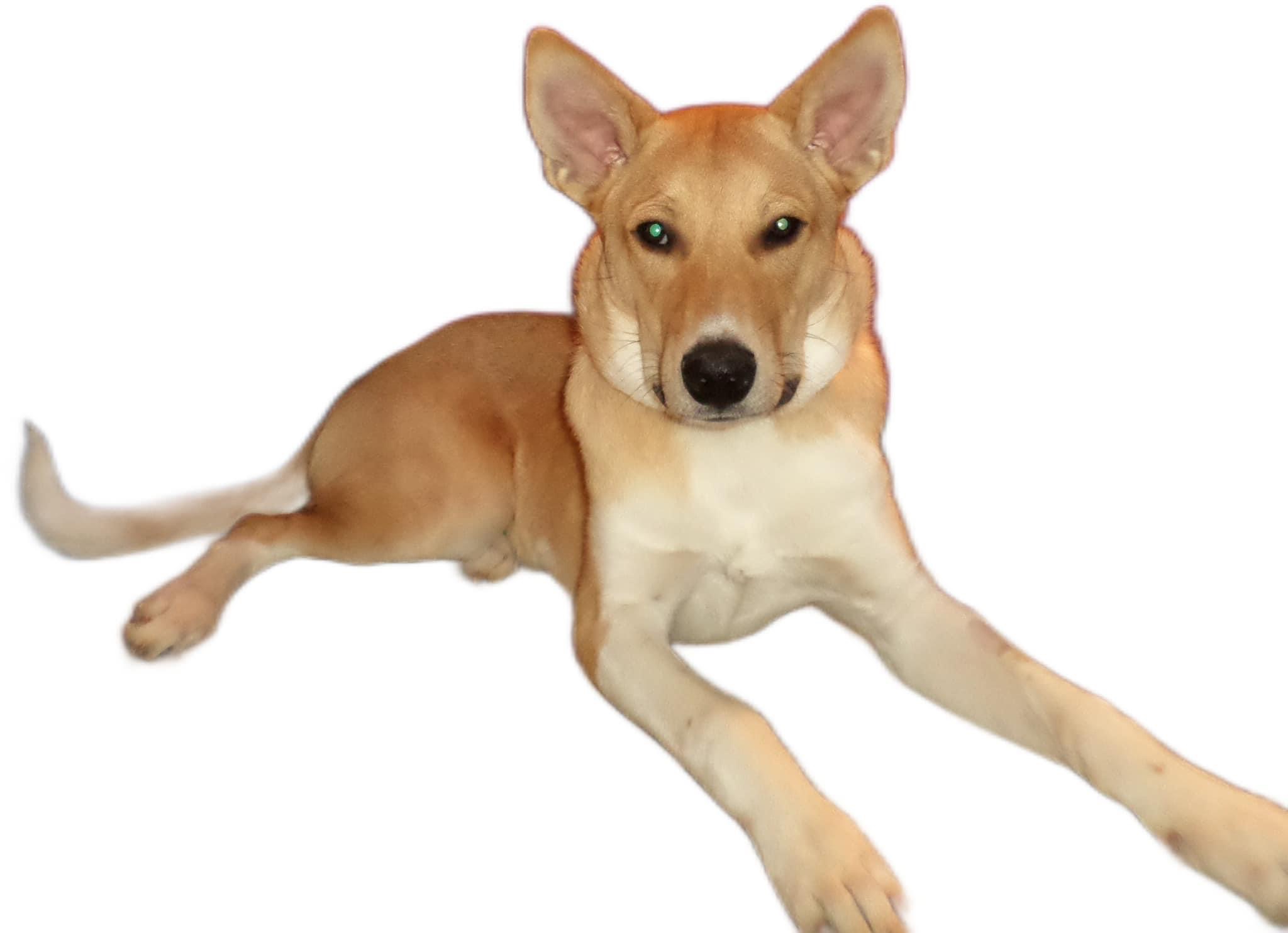 Kip, a Adoptable Akbash in Union Grove, WI image 3/5