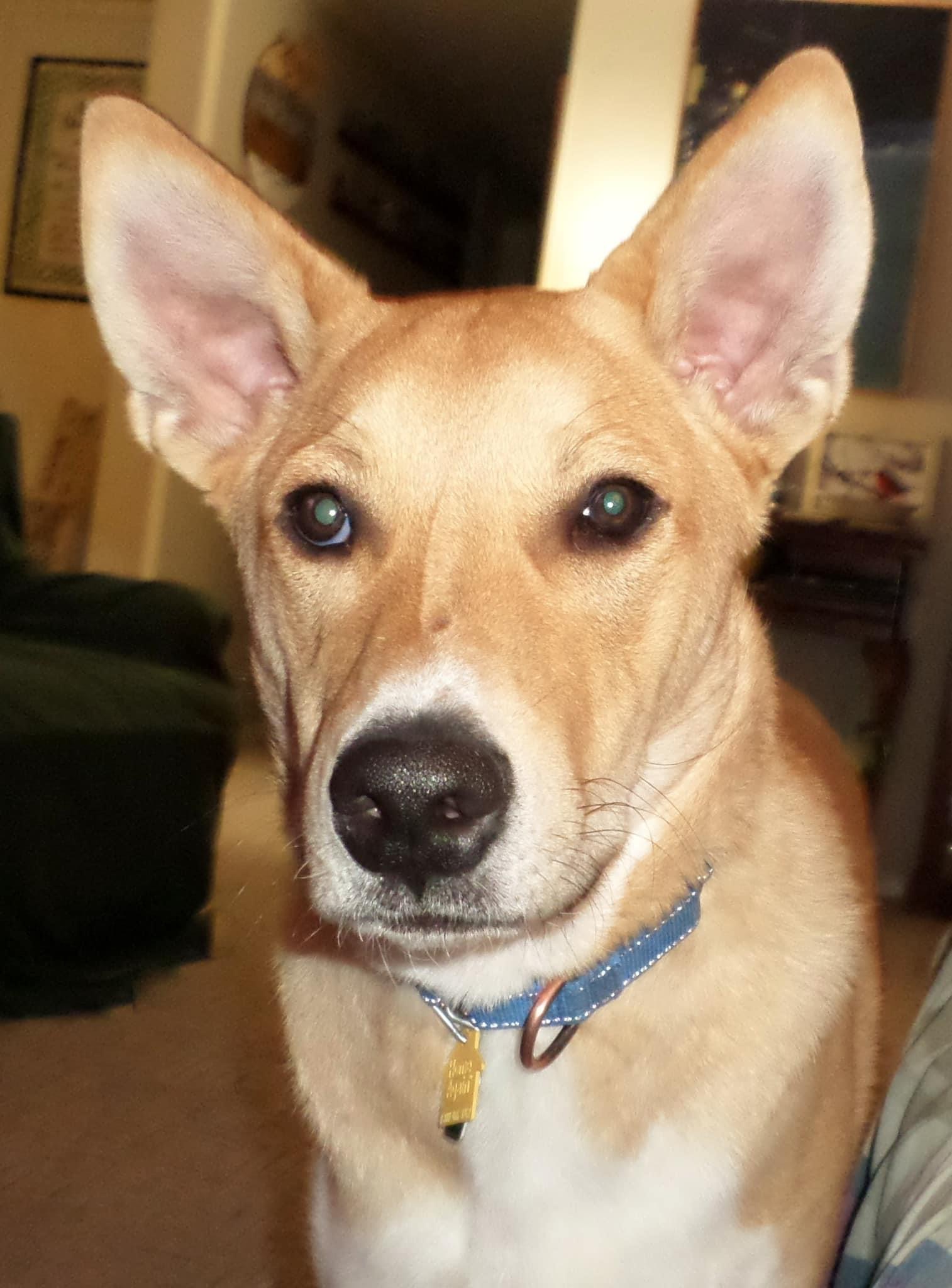 Kip, a Adoptable Akbash in Union Grove, WI image 4/5