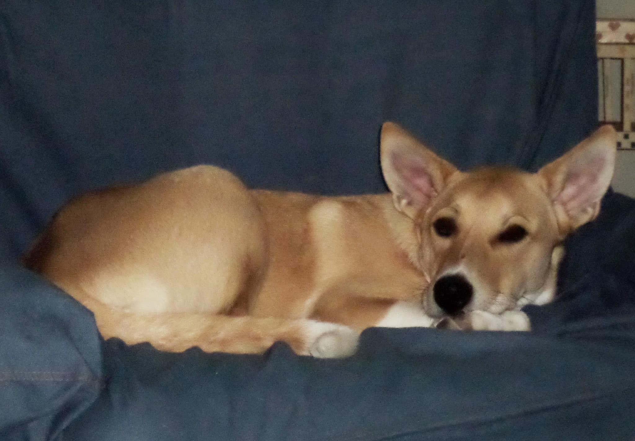 Kip, a Adoptable Akbash in Union Grove, WI image 5/5