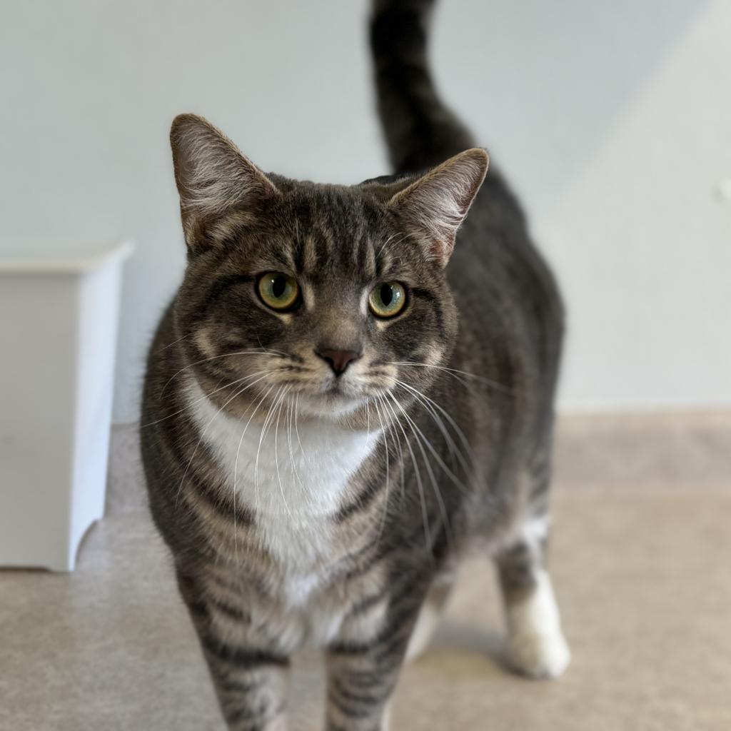 Enlarge Kenny, a Adoptable Domestic Short Hair in Rock Falls, IL image 1/1