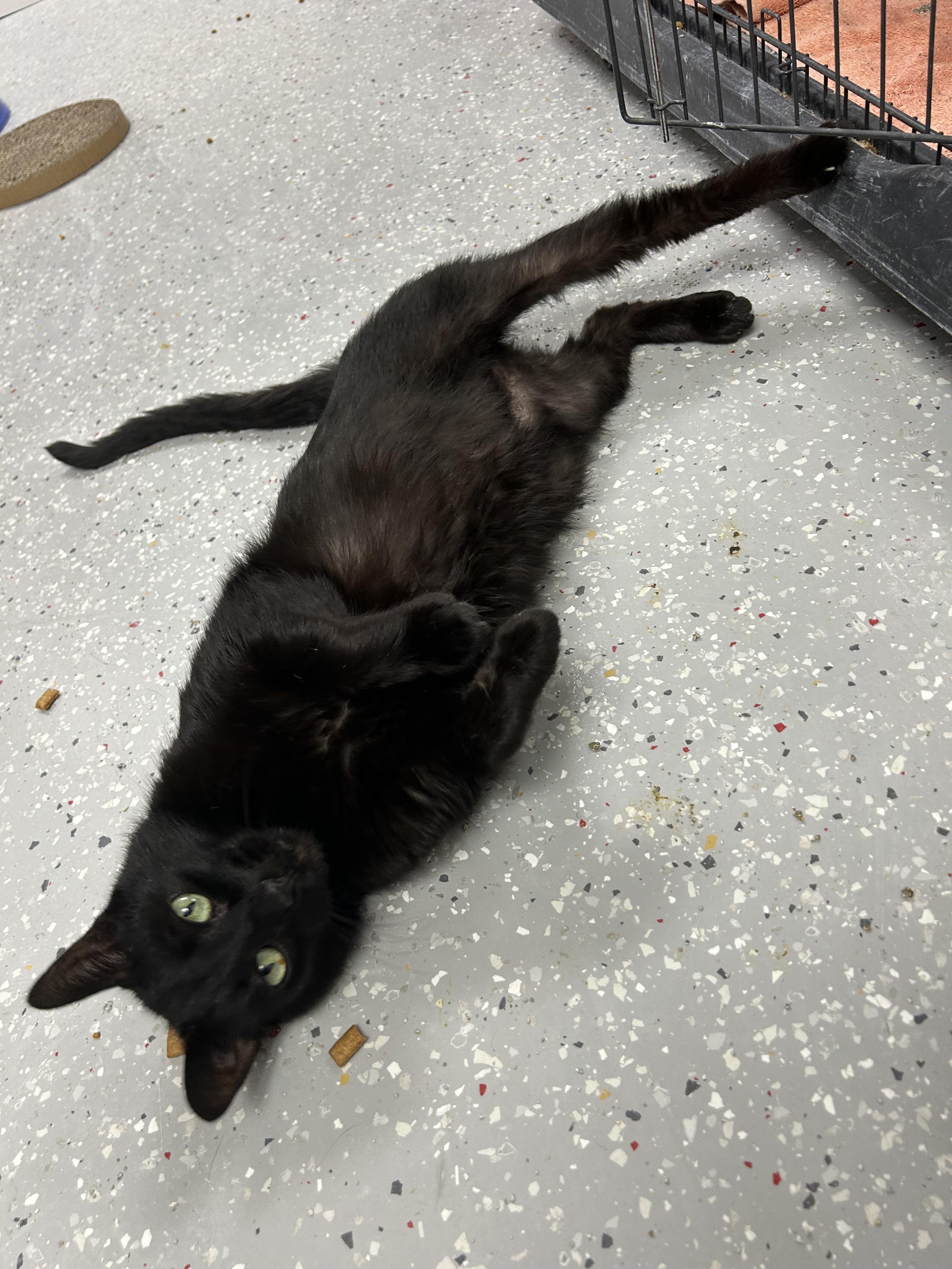 Thunder, Adoptable, Adult Male Domestic Short Hair.