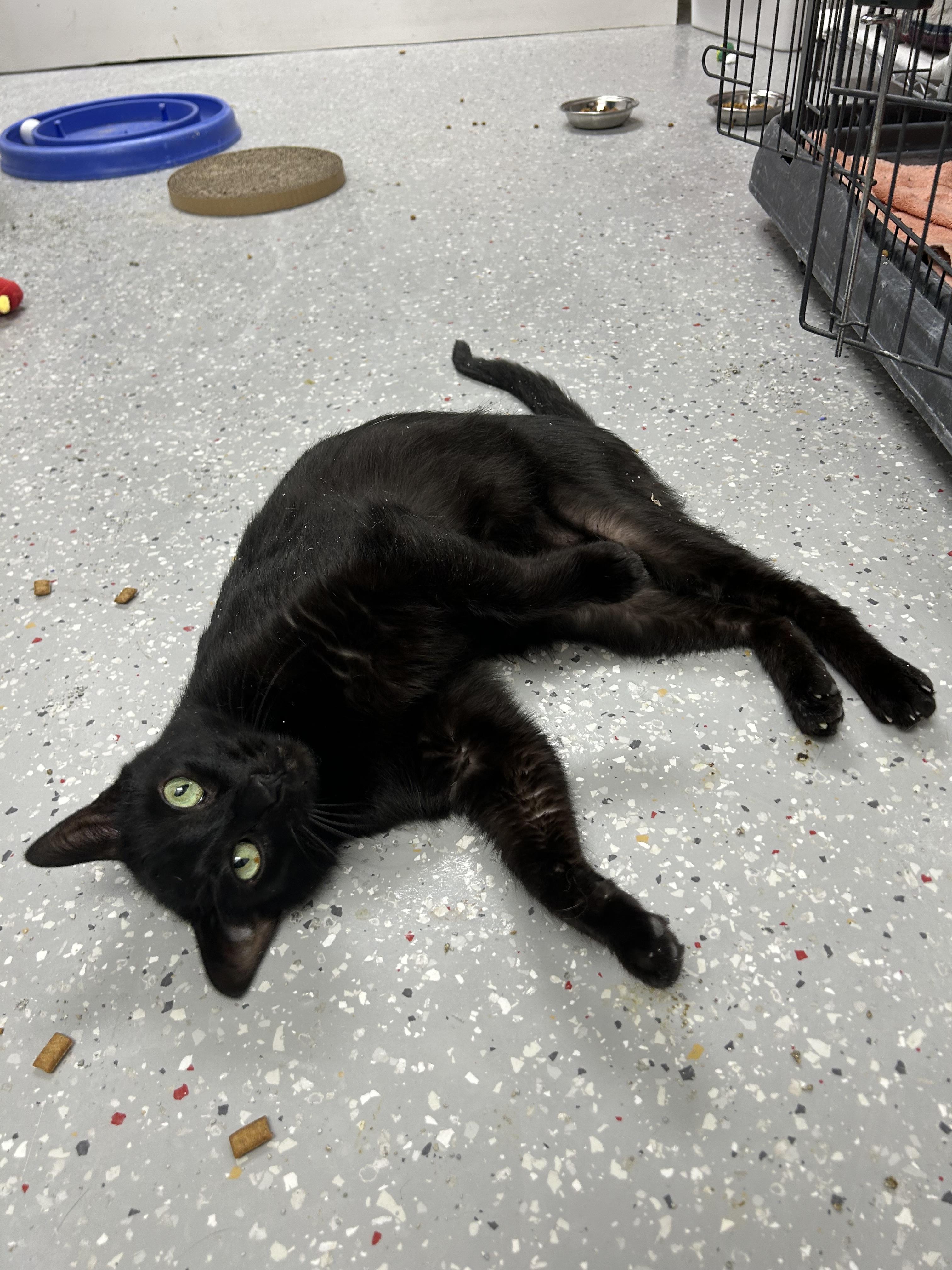 Thunder, a Adoptable Domestic Short Hair in Lansing, MI image 2/3