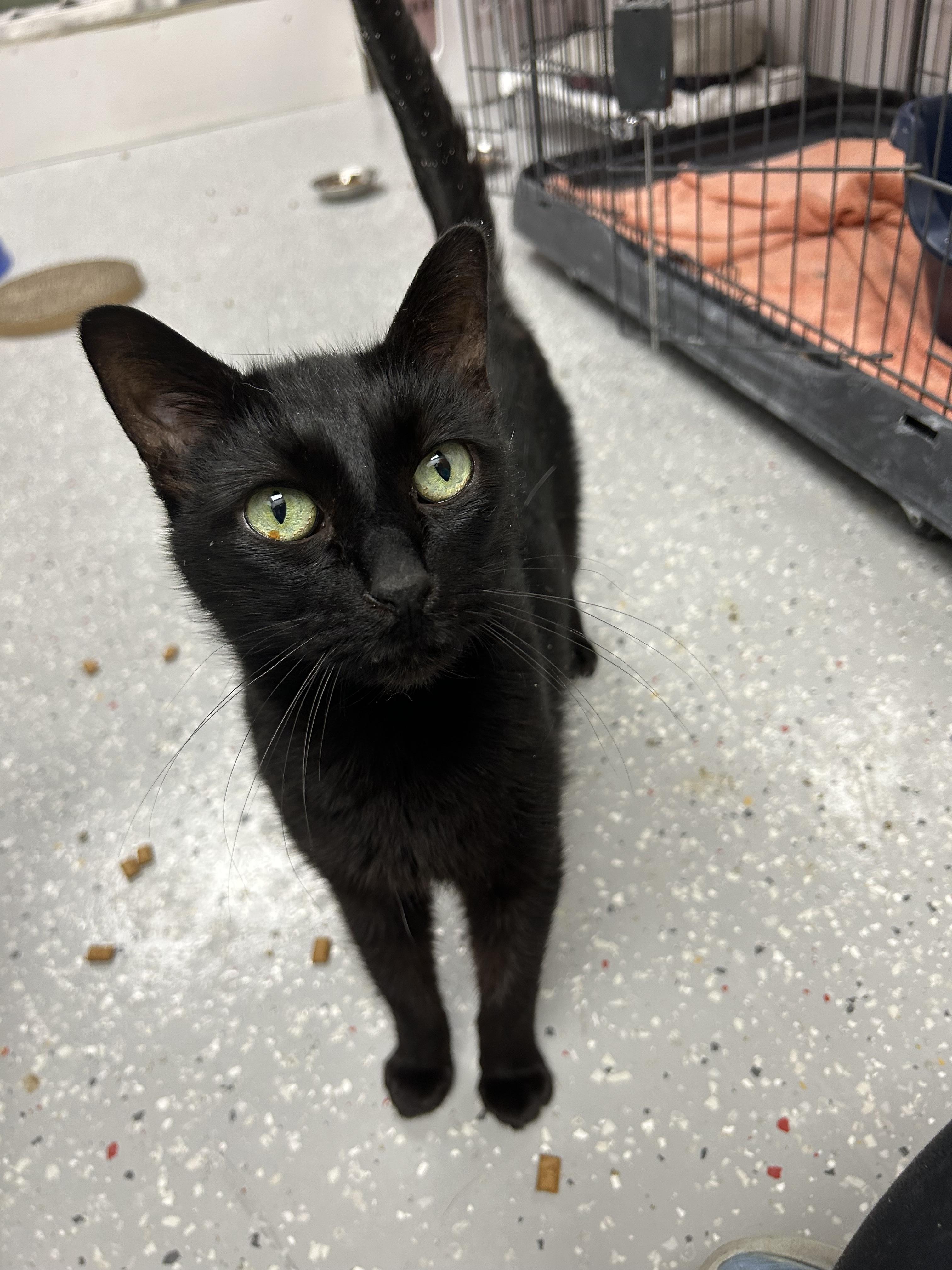 Thunder, a Adoptable Domestic Short Hair in Lansing, MI image 3/3