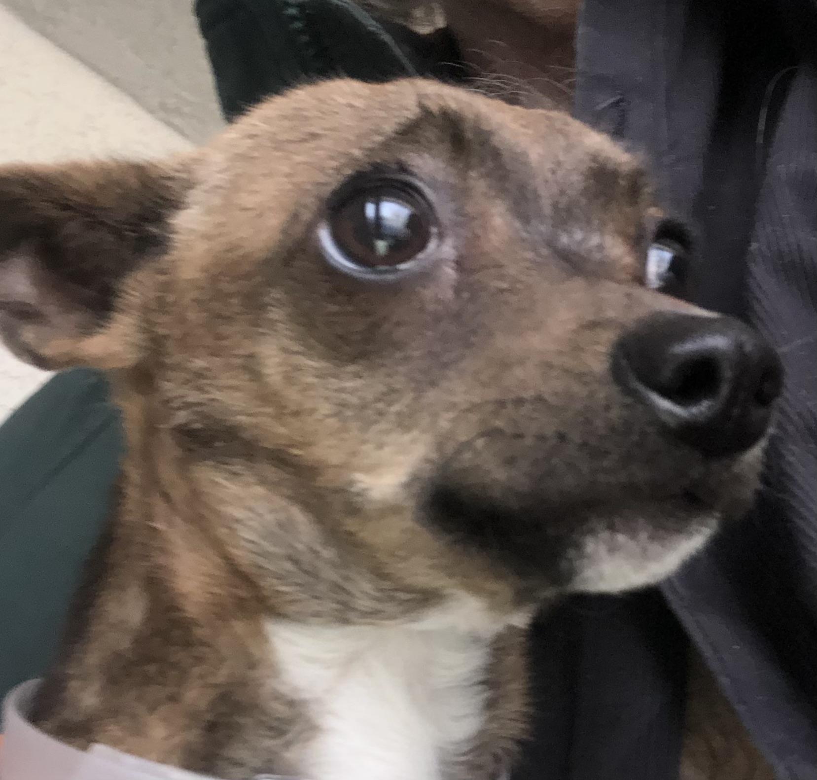 Enlarge Kelly, a Adopted Chihuahua in Lancaster, CA image 1/2