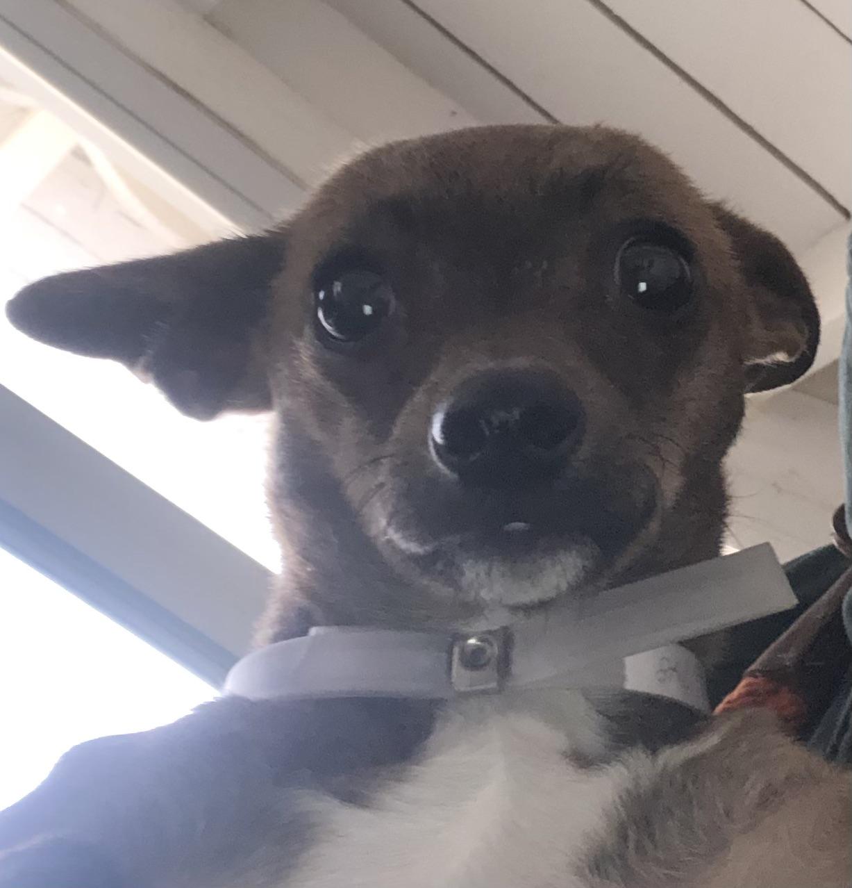 Enlarge Kelly, a Adopted Chihuahua in Lancaster, CA image 2/2