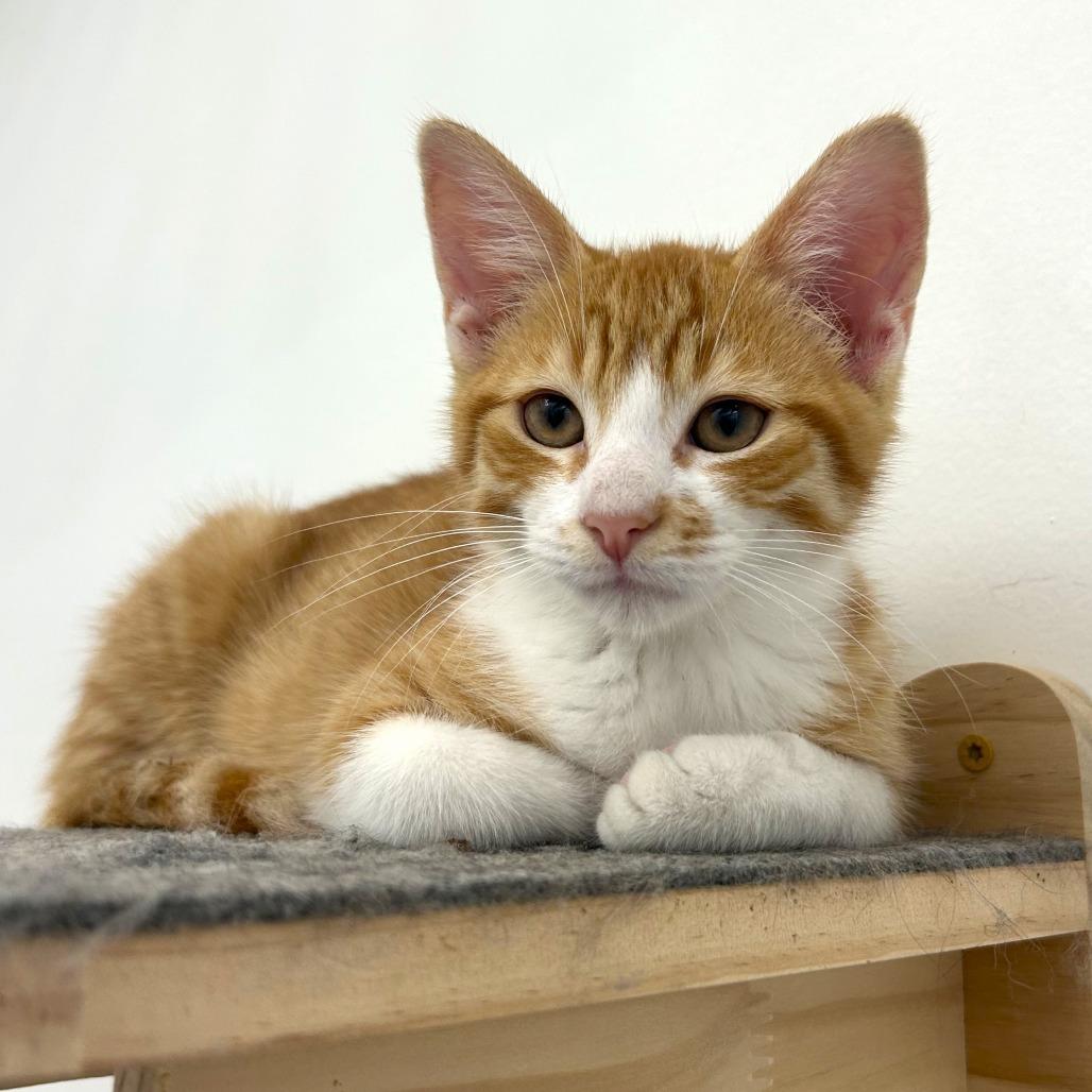 Sherbet, Adoptable, Kitten Male Domestic Short Hair.