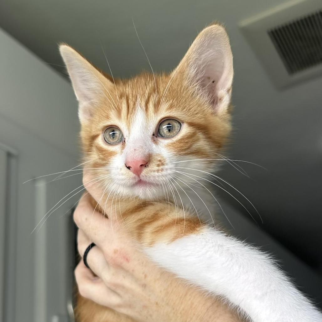 Sherbet, a Adoptable Domestic Short Hair in St. Louis, MO image 2/2