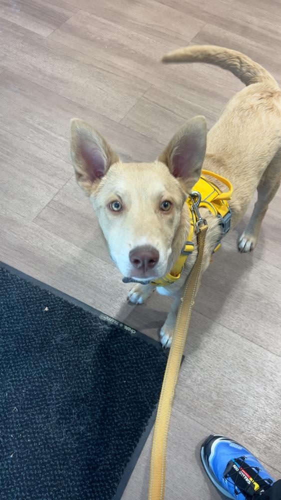 Carmelo, Adoptable, Young Male Shepherd & Husky.