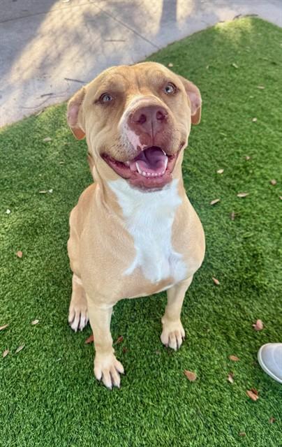 HONEYBUN, Adoptable, Young Female American Bulldog & American Staffordshire Terrier.