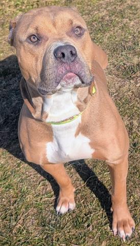 Enlarge NASH, a Adoptable Staffordshire Bull Terrier in Akron, OH image 1/1