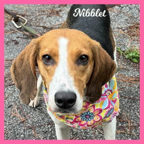Nibblet, ADOPTABLE, Young Female Hound.