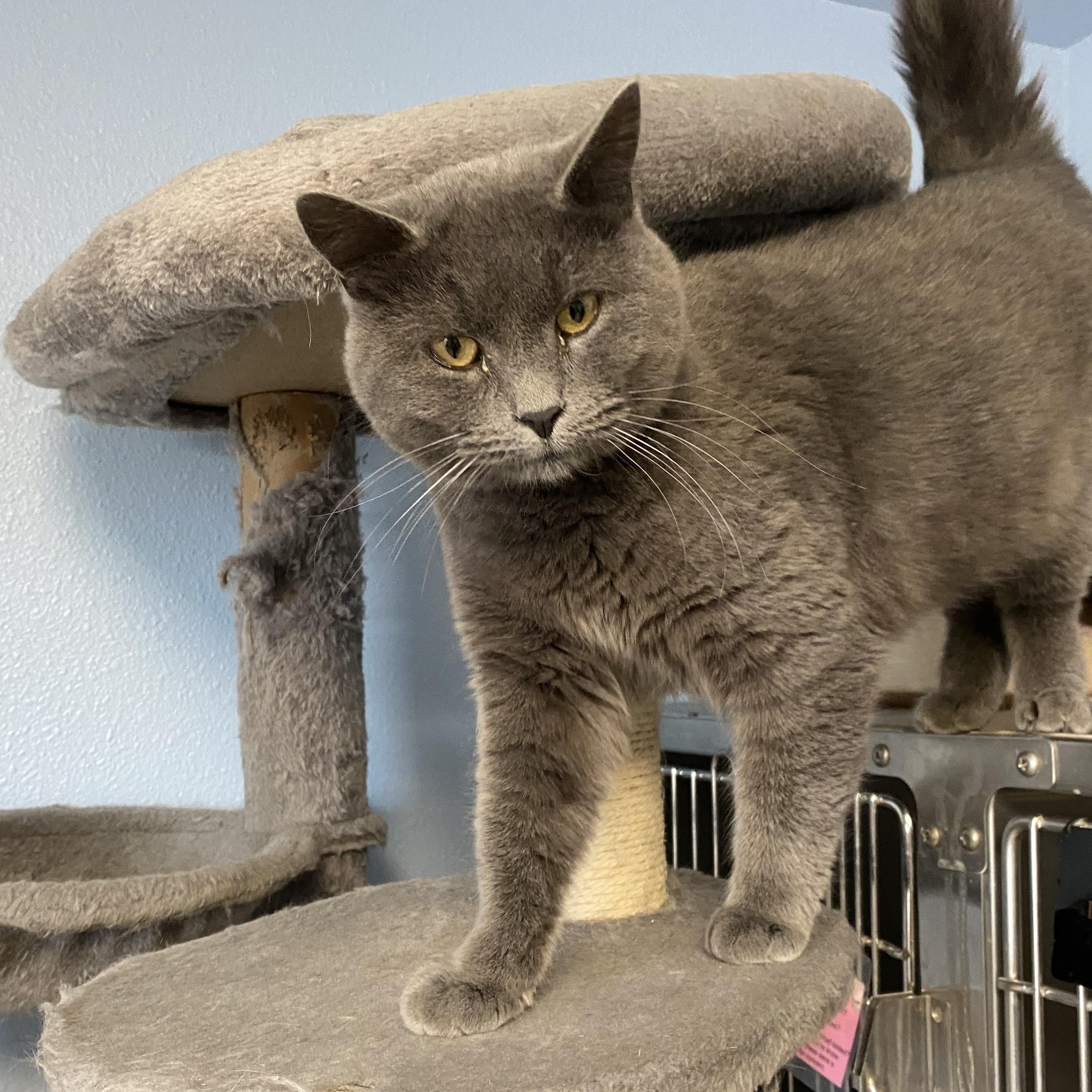 Asher, a ADOPTABLE Domestic Short Hair in Choteau, MT image 1/3