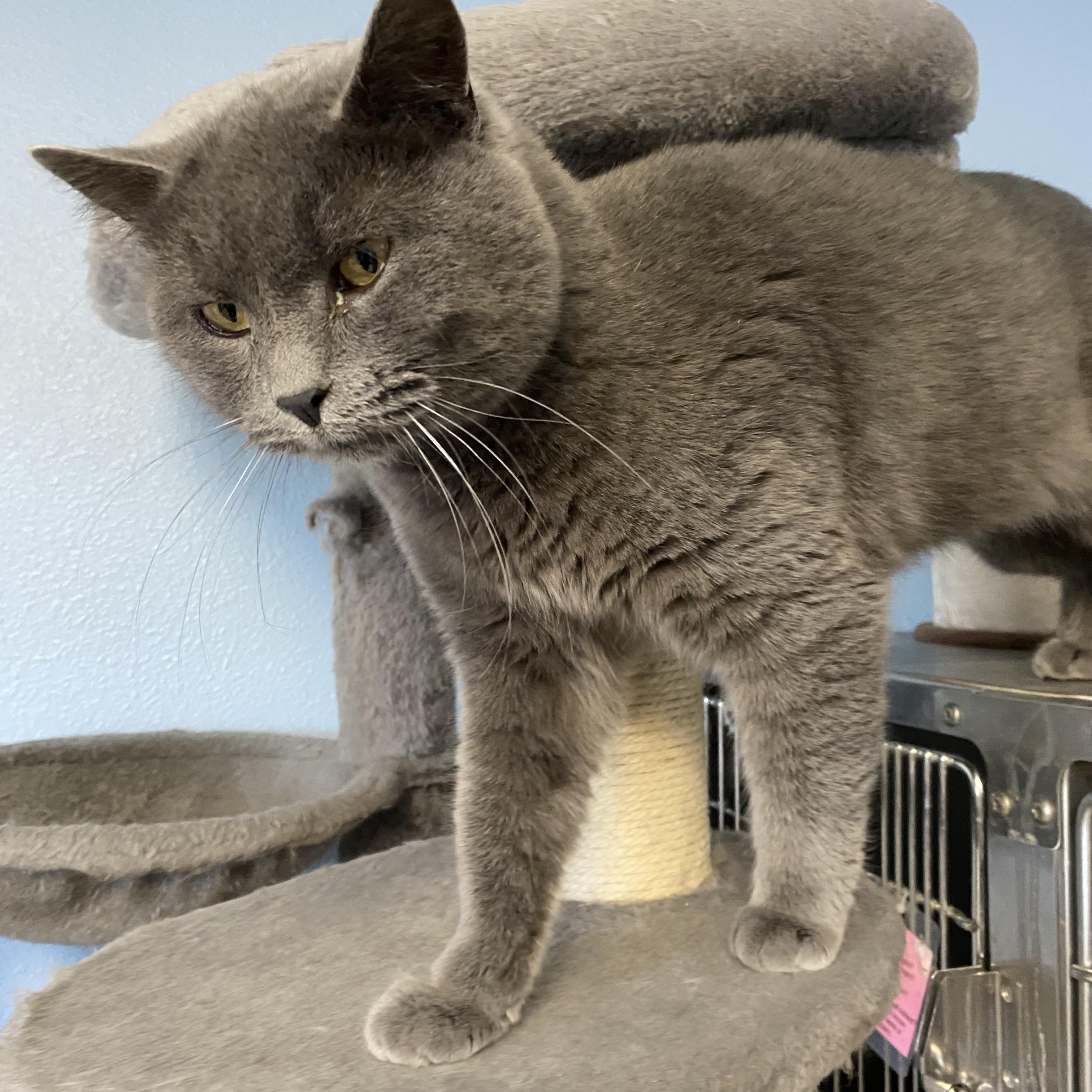 Asher, a ADOPTABLE Domestic Short Hair in Choteau, MT image 2/3