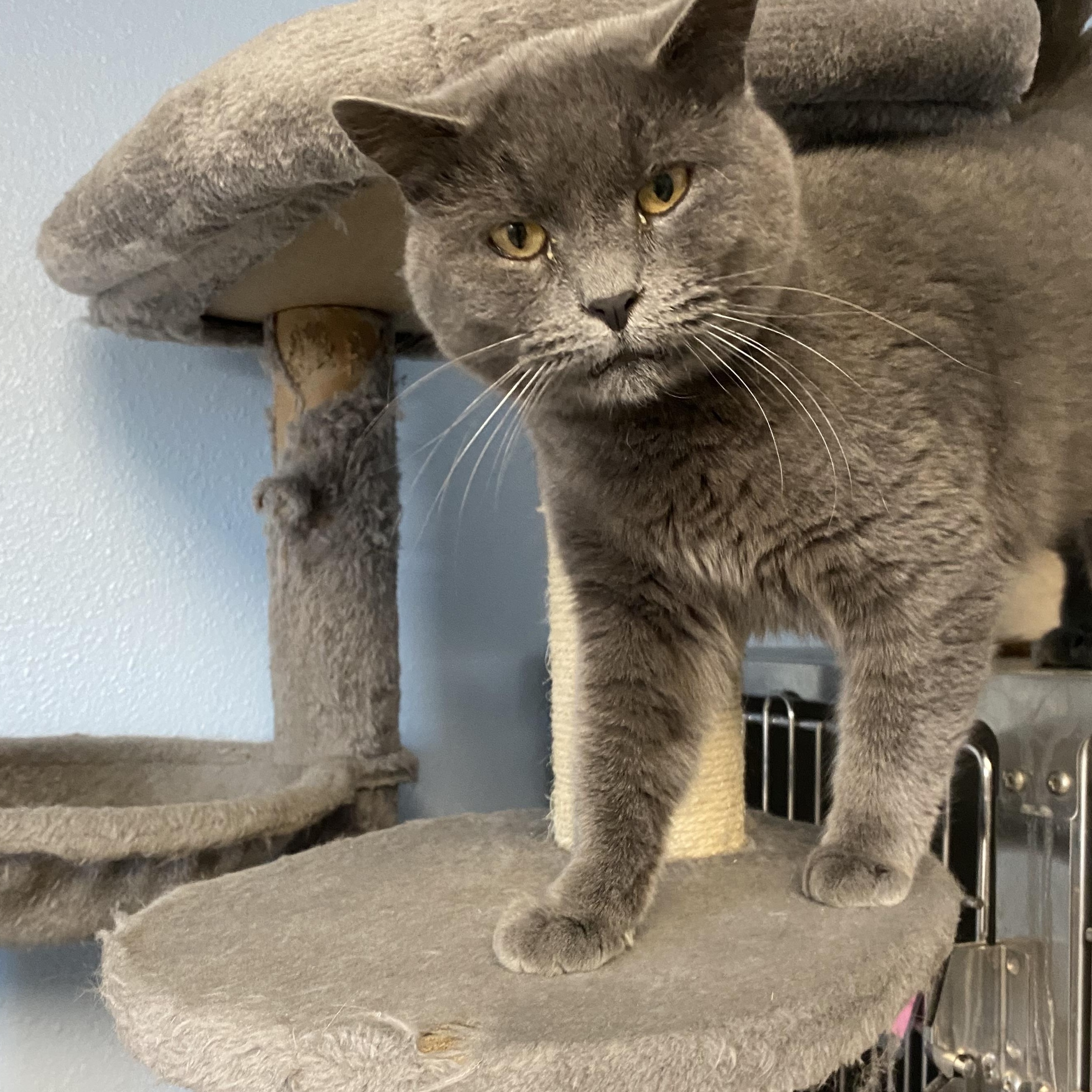Asher, a ADOPTABLE Domestic Short Hair in Choteau, MT image 3/3