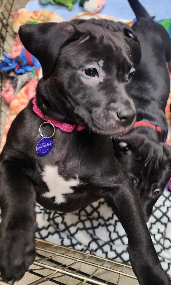 Kamino, Adoptable, Puppy Female Labrador Retriever & Pit Bull Terrier.