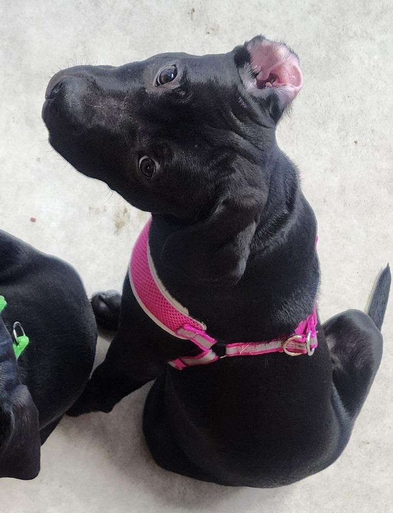 Enlarge Kamino, a Adoptable mixed breed in Anoka, MN image 2/6