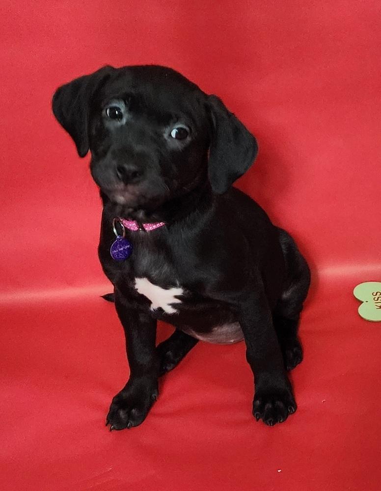 Enlarge Kamino, a Adoptable mixed breed in Anoka, MN image 4/6