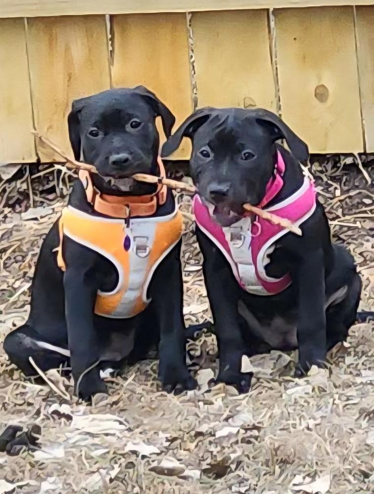 Enlarge Kamino, a Adoptable mixed breed in Anoka, MN image 5/6