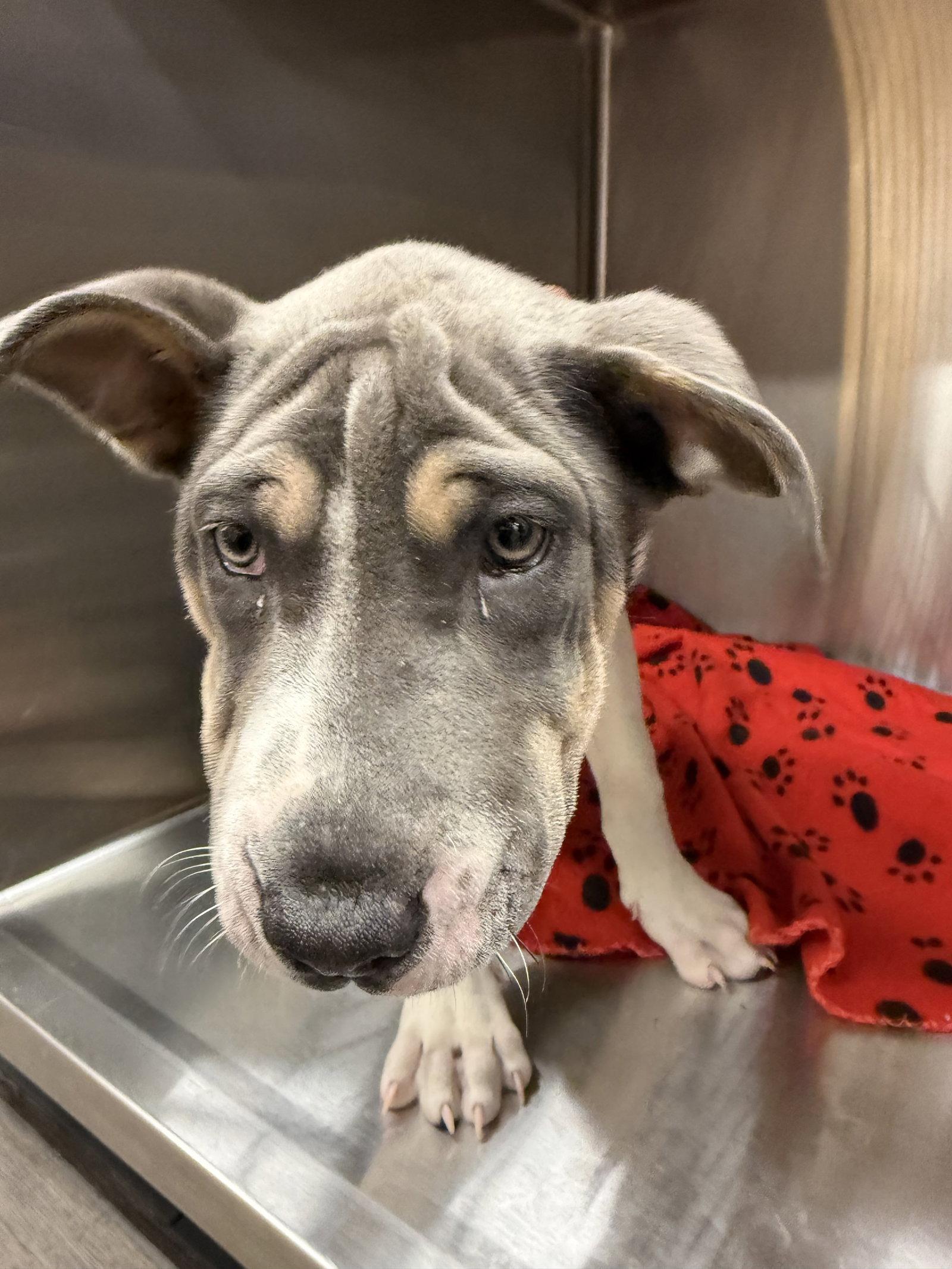 Roulette, Adoptable, Puppy Female Great Dane & Shar-Pei.