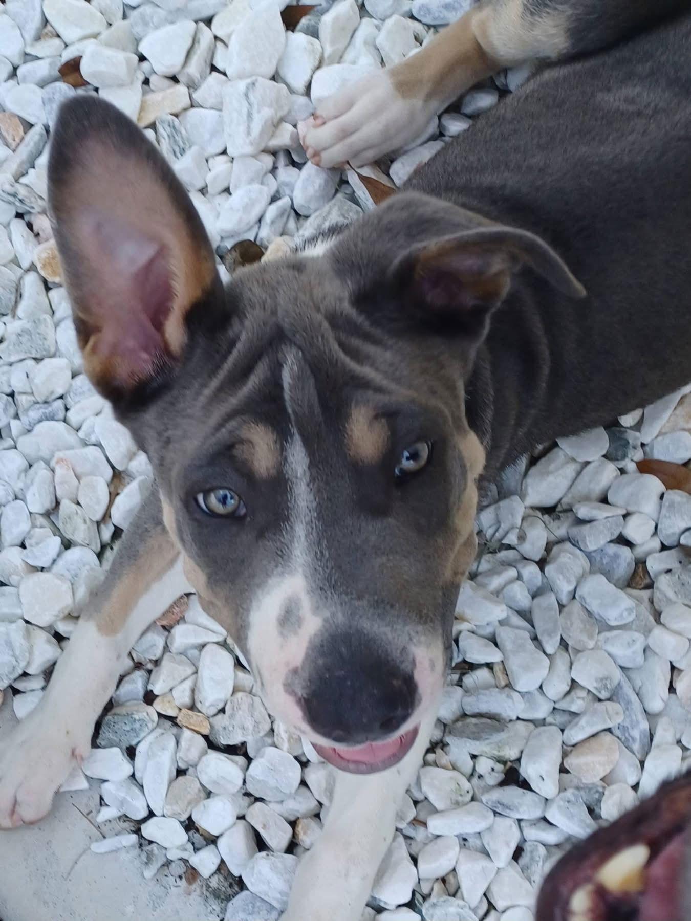 Roulette, Adoptable, Puppy Female Great Dane & Shar-Pei.