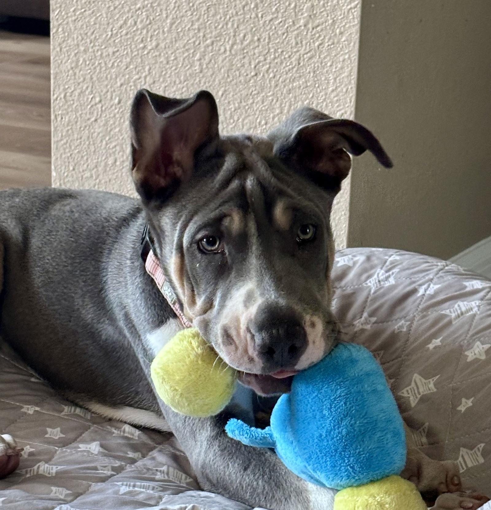 Roulette, a Adoptable mixed breed in Valrico, FL image 3/3