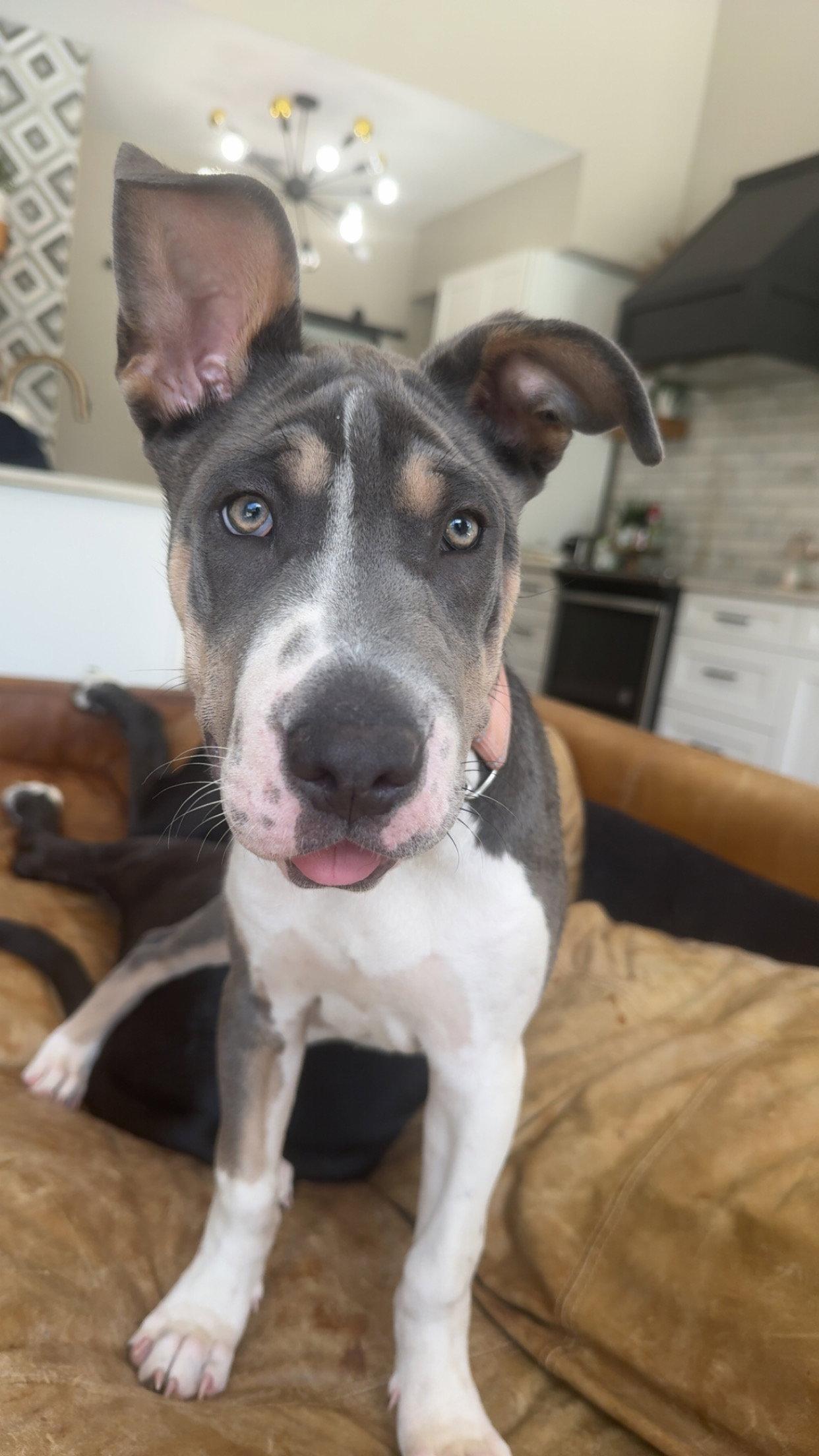 Enlarge Roulette, a Adoptable mixed breed in Valrico, FL image 1/3