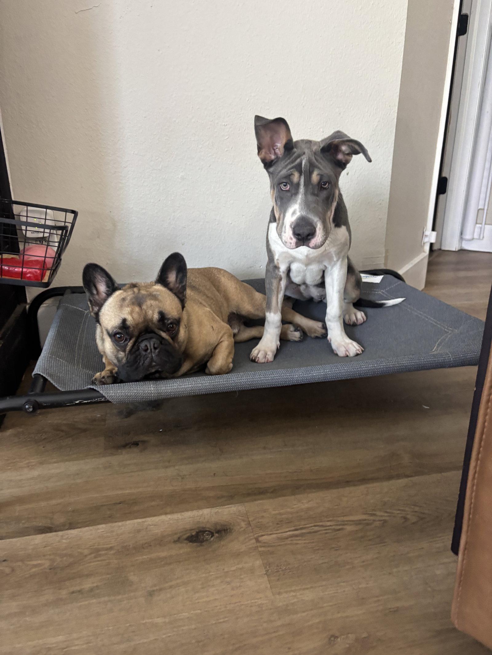 Enlarge Roulette, a Adoptable mixed breed in Valrico, FL image 2/3