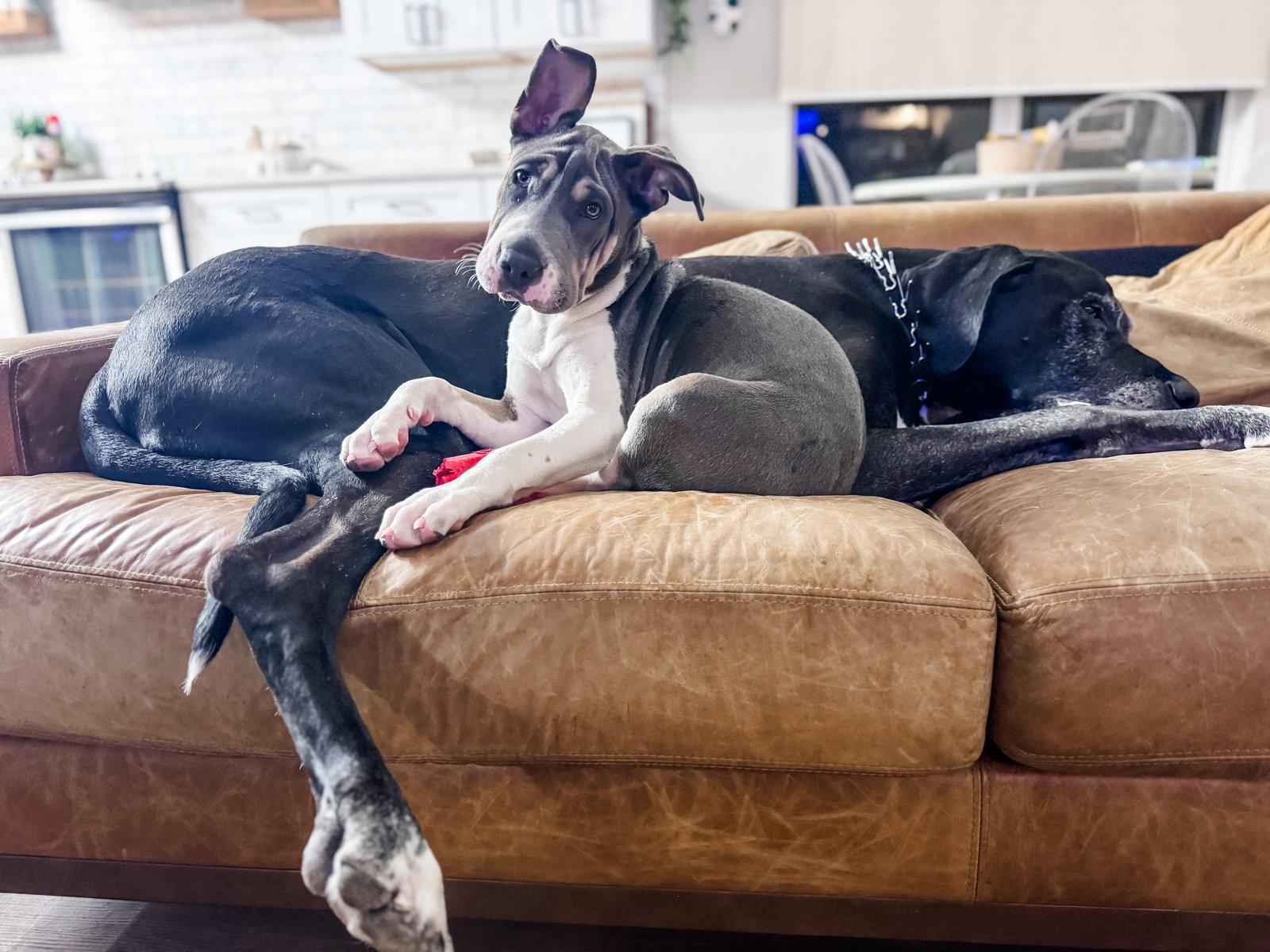 Enlarge Roulette, a Adoptable mixed breed in Valrico, FL image 3/3