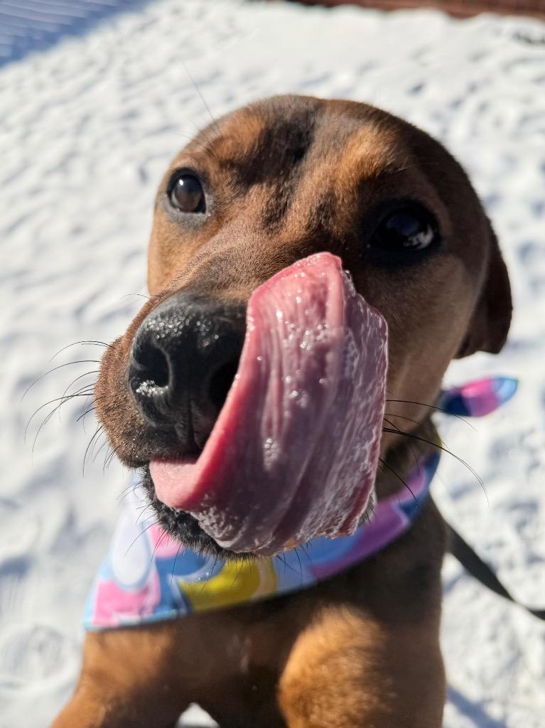 Daisy, Adoptable, Adult Female Mixed Breed.