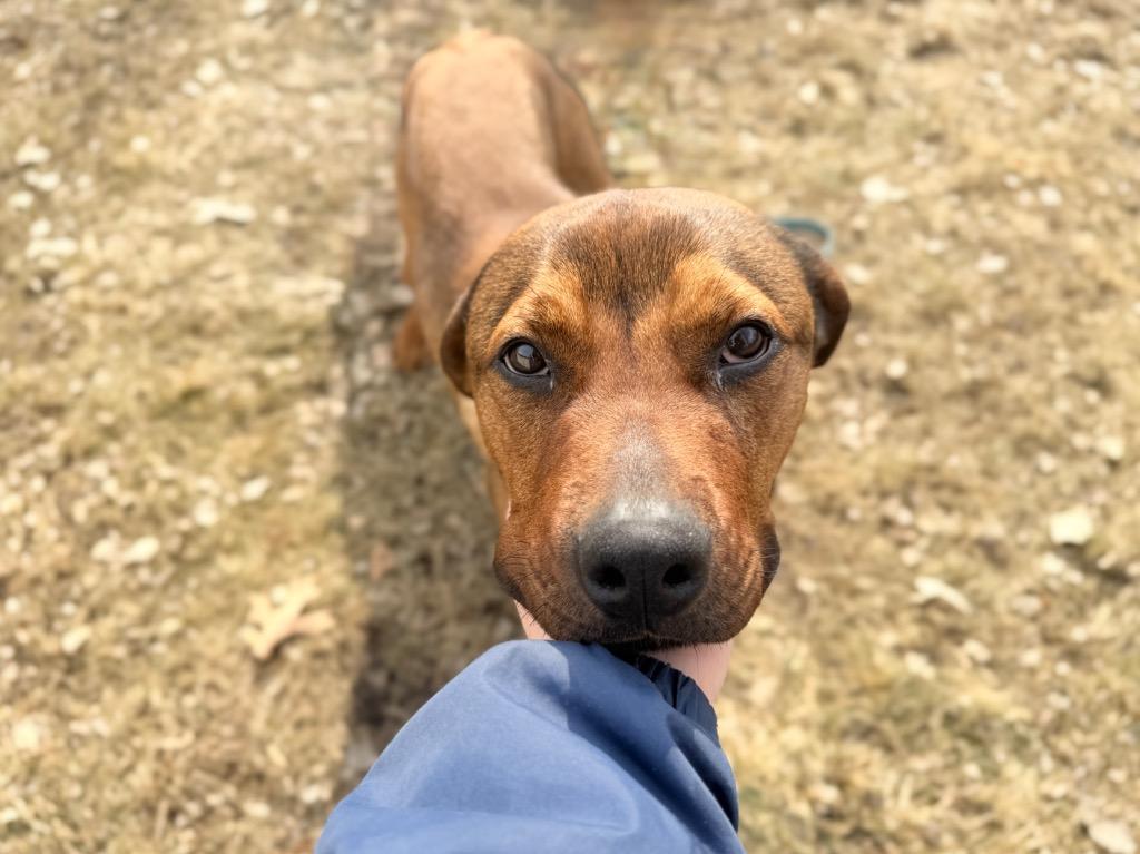 Enlarge Daisy, a Adoptable mixed breed in Menomonie, WI image 3/6