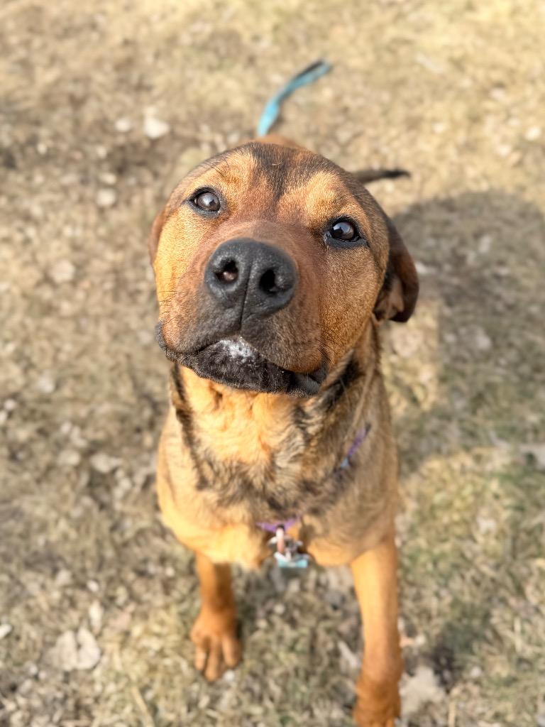 Enlarge Daisy, a Adoptable mixed breed in Menomonie, WI image 5/6